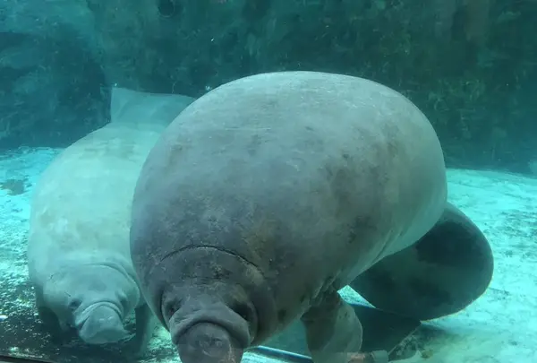 新屋島水族館の写真・動画_image_279385