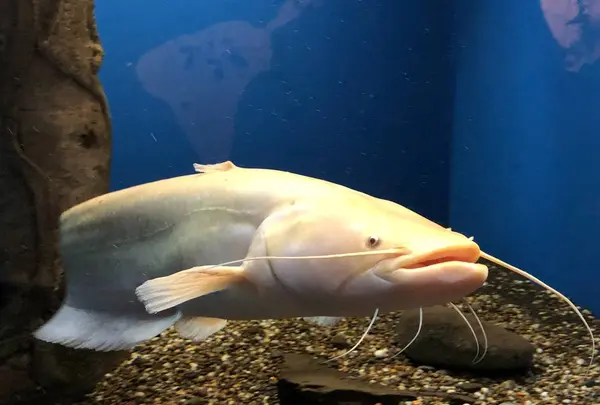 新屋島水族館の写真・動画_image_279387