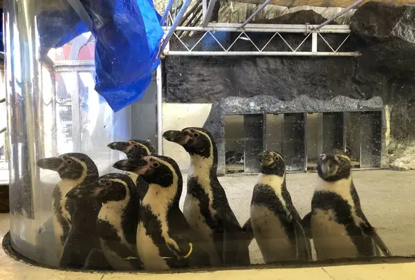 新屋島水族館の写真・動画_image_279388