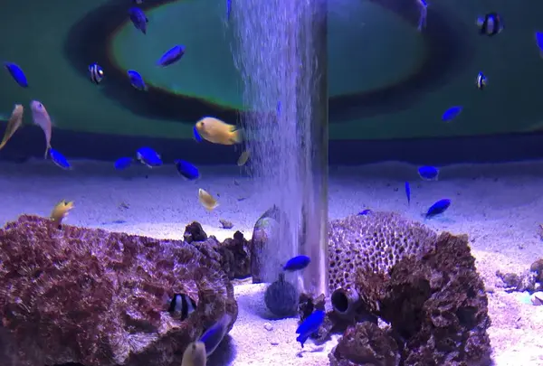 新屋島水族館の写真・動画_image_279389