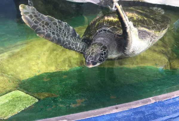 新屋島水族館の写真・動画_image_279395