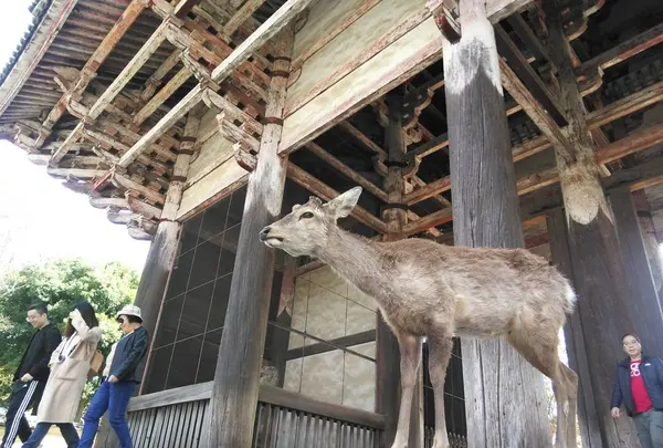 東大寺 南大門の写真・動画_image_279657