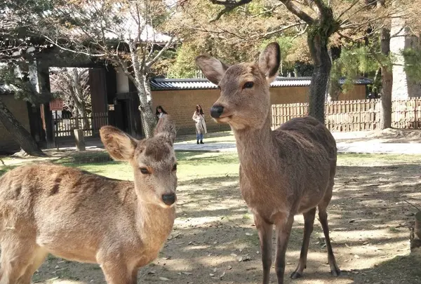 東大寺 南大門の写真・動画_image_279669