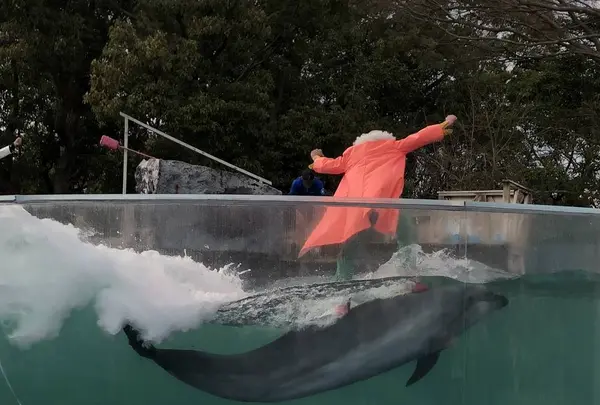 新屋島水族館の写真・動画_image_279970