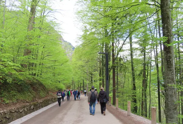 Schloss Neuschwanstein（ノイシュヴァンシュタイン城）の写真・動画_image_280019