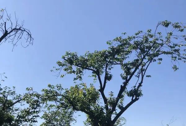 赤羽台団地の写真・動画_image_281183