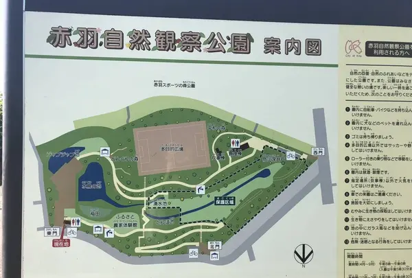 赤羽自然観察公園の写真・動画_image_281187