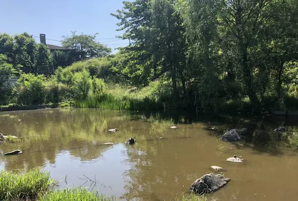 赤羽自然観察公園の写真・動画_image_281193