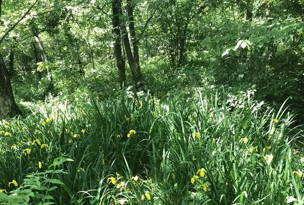 赤羽自然観察公園の写真・動画_image_281195