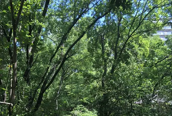 赤羽自然観察公園の写真・動画_image_281196