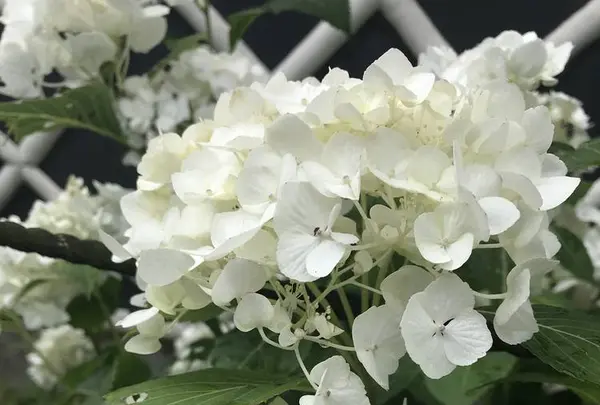 成就院の写真・動画_image_283039