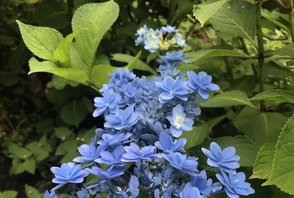 成就院の写真・動画_image_283041