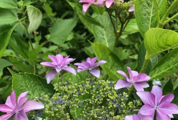 成就院の写真・動画_image_283042