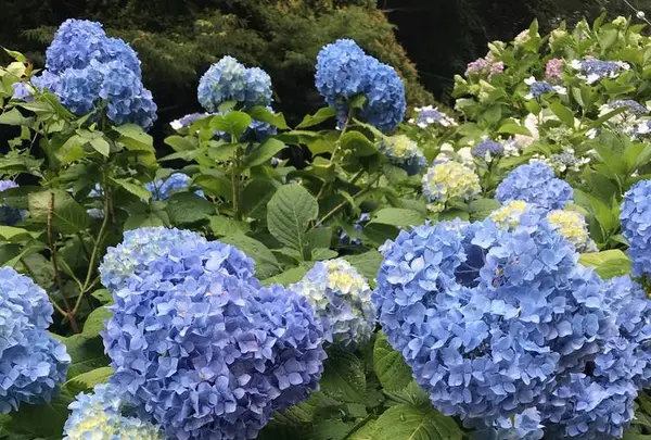 成就院の写真・動画_image_283044