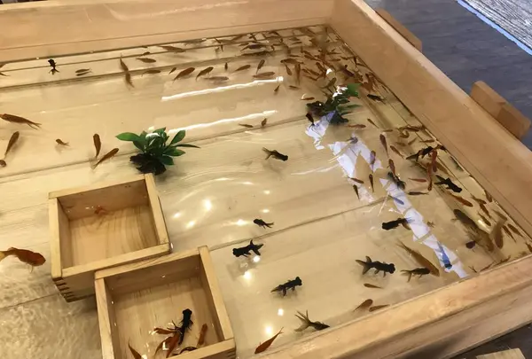 浅草きんぎょの写真・動画_image_284196