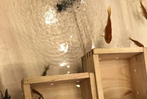 浅草きんぎょの写真・動画_image_284197