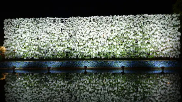 あしかがフラワーパークの写真・動画_image_284452