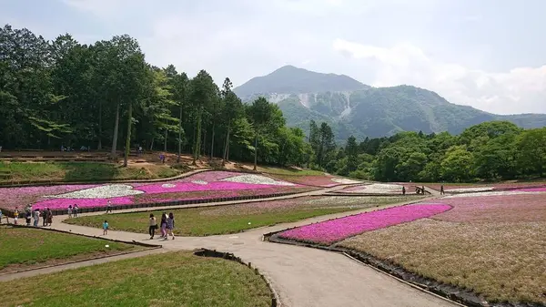 芝桜の丘の写真・動画_image_284457