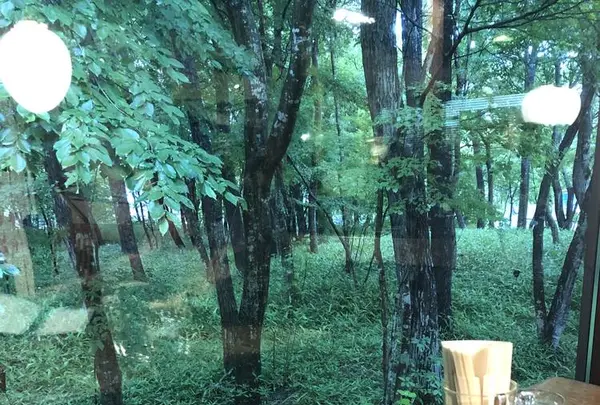 ボリジの写真・動画_image_284626