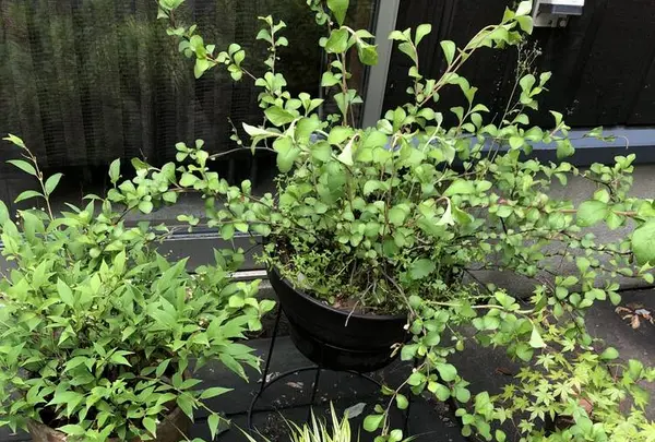 naozoの写真・動画_image_284667