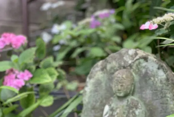 長谷寺の写真・動画_image_285520