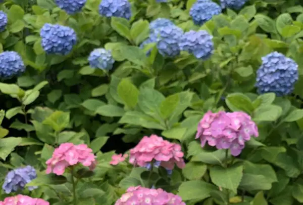 長谷寺の写真・動画_image_285521