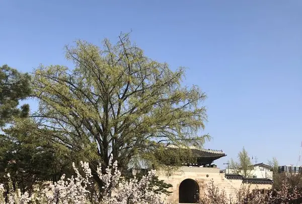 景福宮/キョンボックン/경복궁の写真・動画_image_286597