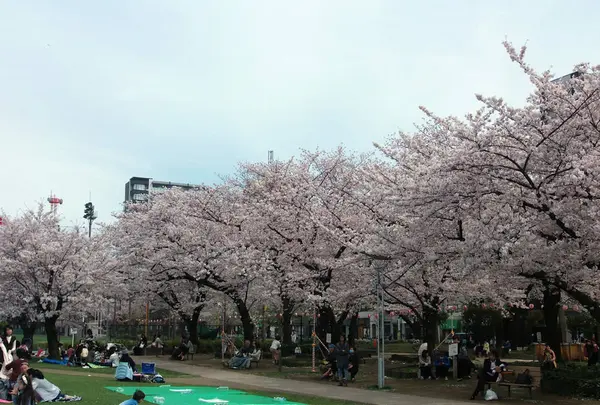 錦糸公園の写真・動画_image_287663