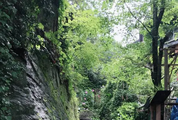 猫の細道の写真・動画_image_288257