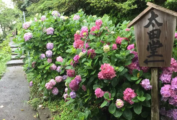 東京湾フェリーの写真・動画_image_288277