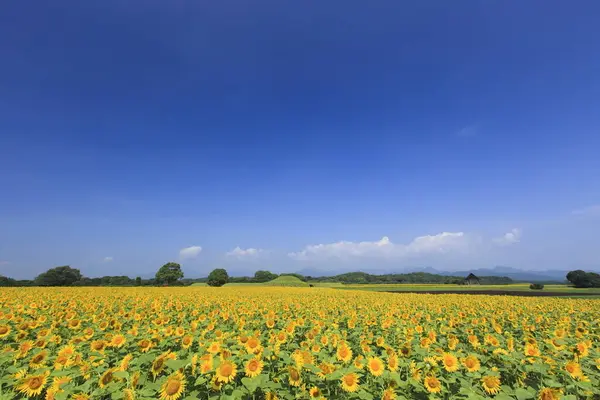 国指定特別史跡 西都原古墳群の写真・動画_image_288889