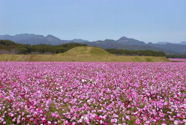 国指定特別史跡 西都原古墳群の写真・動画_image_288890