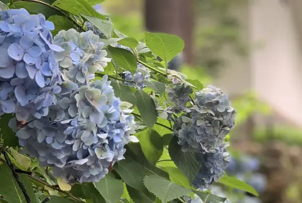 岐阜公園の写真・動画_image_289759