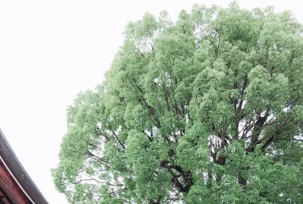 藤森神社の写真・動画_image_290316