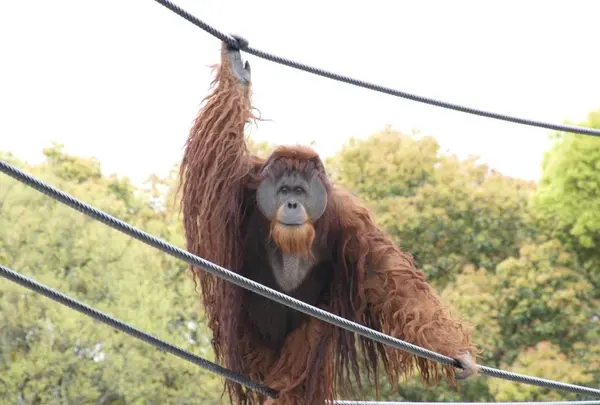 とべ動物園の写真・動画_image_290482