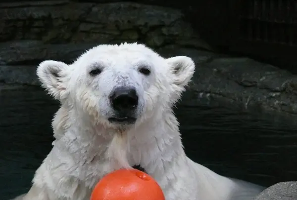 とべ動物園の写真・動画_image_290647