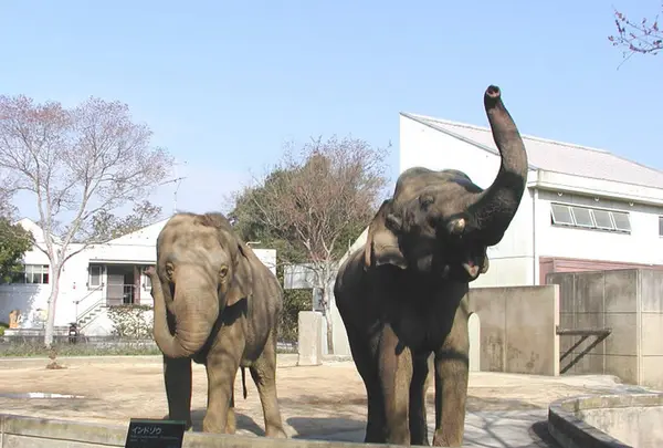 とべ動物園の写真・動画_image_290648
