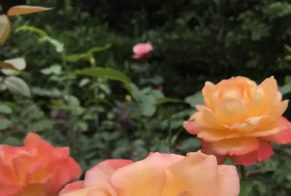 鎌倉文学館の写真・動画_image_291264