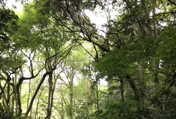 鎌倉文学館の写真・動画_image_291267