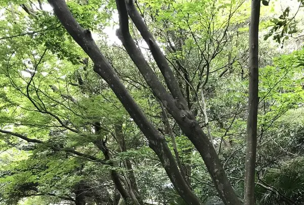 鎌倉文学館の写真・動画_image_291270