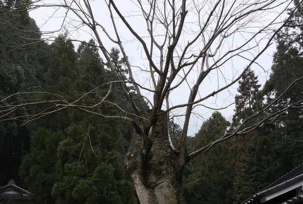 葛城一言主神社の写真・動画_image_291473