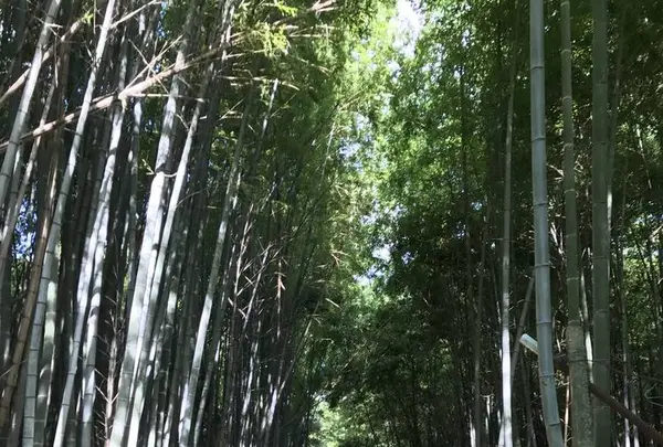 姫丸稲荷大明神の写真・動画_image_292569