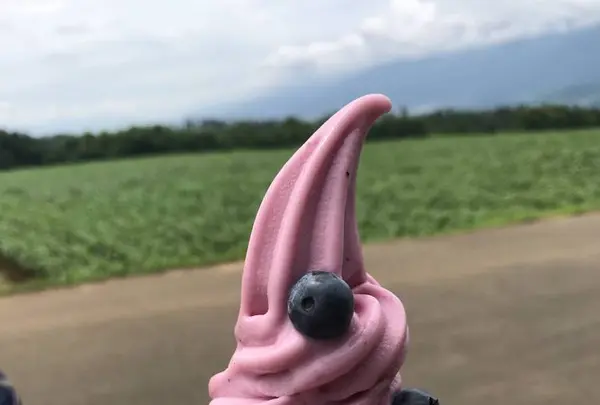 明野のひまわり畑の写真・動画_image_293219