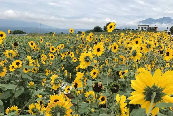 明野のひまわり畑の写真・動画_image_293223