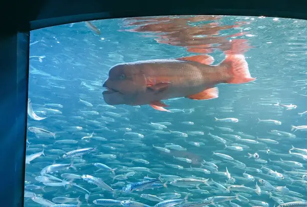 サンシャイン水族館の写真・動画_image_294074