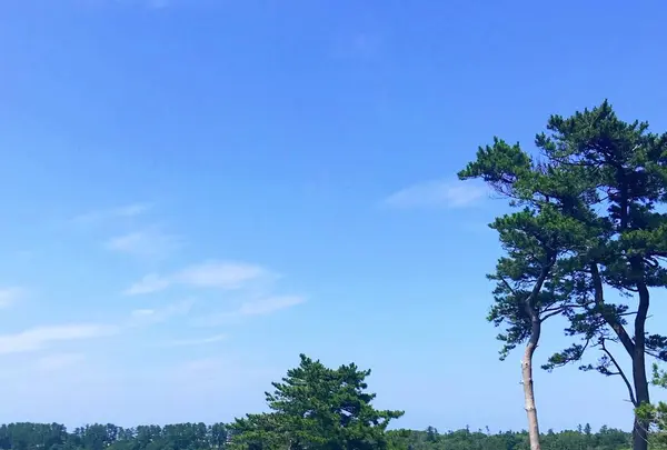 東尋坊の写真・動画_image_294190