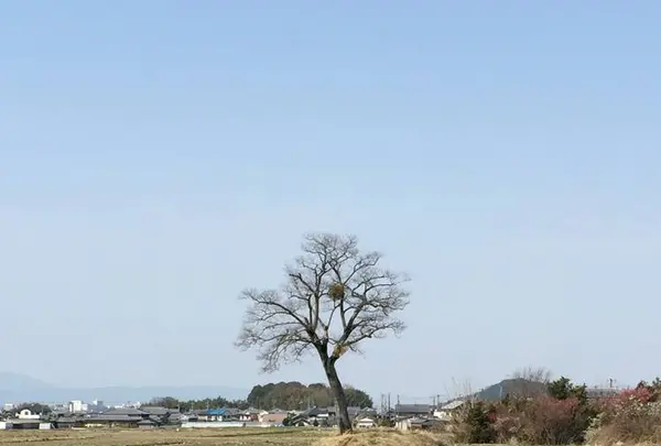 古宮遺跡(伝推古天皇小墾田宮跡)の写真・動画_image_294410