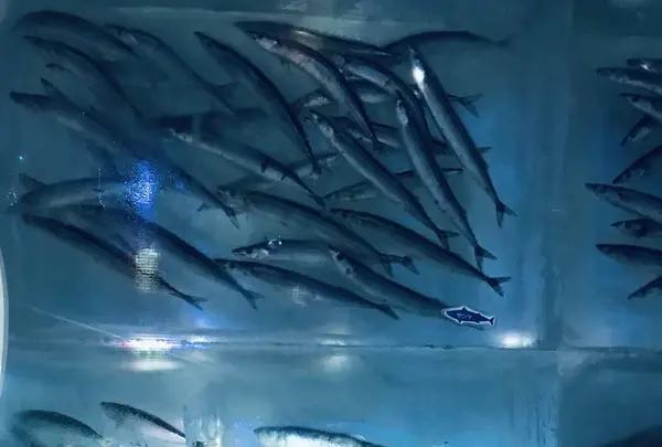 氷の水族館の写真・動画_image_294536