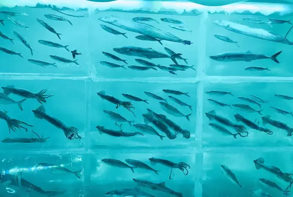 氷の水族館の写真・動画_image_294537