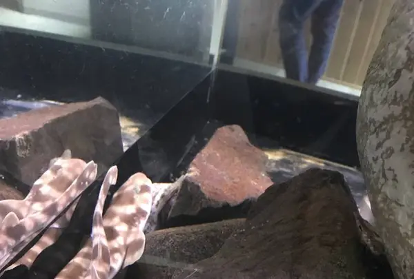 男鹿水族館GAOの写真・動画_image_294637
